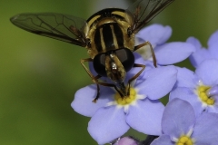 Bee1