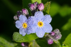 ForgetMeNotsDew