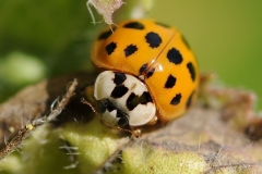 LadybugMug
